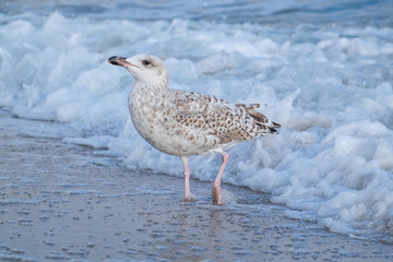Junge Silbermöwe (Larus argentatus) in Brandung