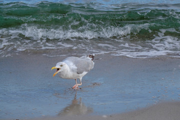 Schreiende Silbermöwe (Larus argentatus)