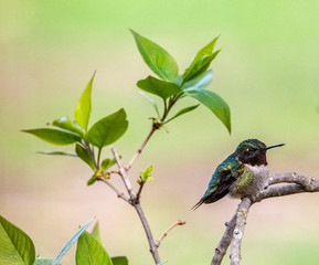Hummingbird on a Branch