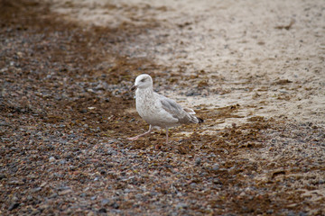 Silbermöwe (Larus argentatus) am Strand