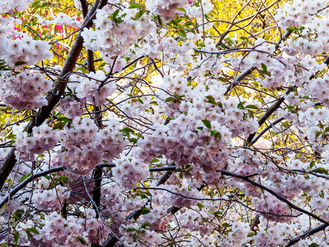 Cherry blossom tree in bloom. Sakura flowers  in bloom. Garden on sunny spring day. Soft focus botany photography. Shallow depth of field. Floral background.