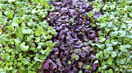 delicious and healthy natural micro greens sprouts