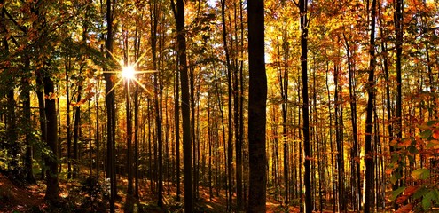 Obraz premium fall in the forest