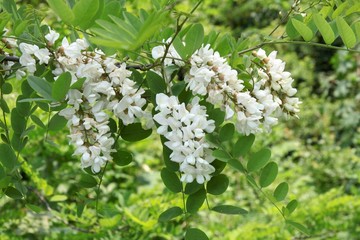 white flowers of acacia tree at spring