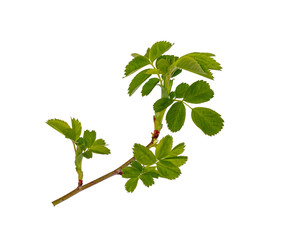 Young sprout of a branch of rose hips. Isolate