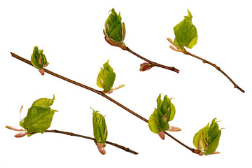 Young sprout of a branch of a Linden. Isolate