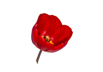 Flower Bud without background on white