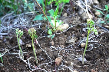 .....地面から..ワラビが伸びてきた様子