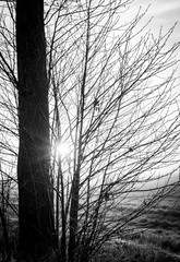 Schwarz weiß - Baum im Herbst , die Sonne scheint durch die kahlen Äste