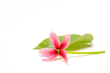 Cute little flower and green leave on white background for copy space, natural light background concept