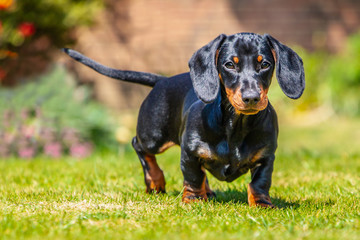 Portrait of a short haired black and tan miniature Dachshund puppy standing looking at the camera on grass seen at eye level with his ears forward outside on a sunny day. - 269866850