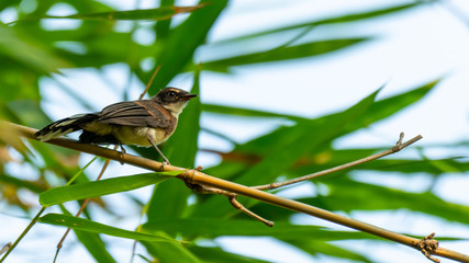 Malaysian Pied Fantail perching on bamboo perch with blur green leaves background
