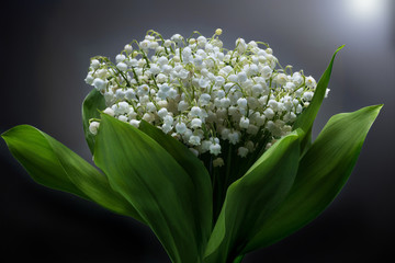 Bouquet of a lily of the valley against a dark background close up.