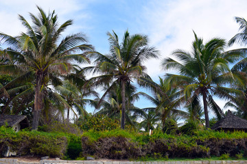 Coconut palms on the beach. Beautiful beach on the island. Bungalows surrounded by tropical gardens. Exotic landscapes