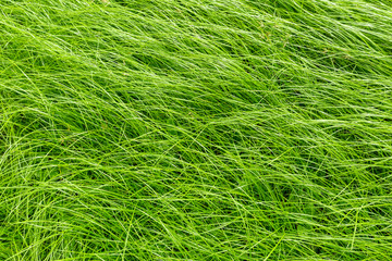 Long green grass in the wind, Green background