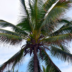 Coconut palm. Tropical background.