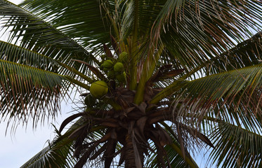 Obraz premium Coconut palm