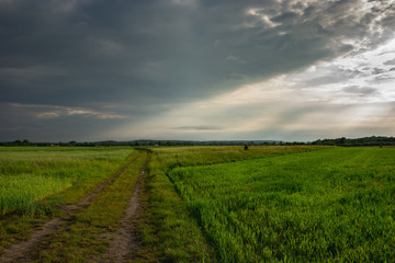 Fototapeta na wymiar Dirt road through green young fields, horizon and storm clouds