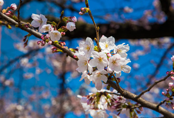 Beautiful Cherry blossom or sakura in old downtown Kyoto, Japan