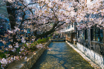 Takase River, the famous spot to view Cherry blossom or sakura in Kyoto, Japan.