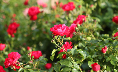 Obraz premium Roses flowers background in garden
