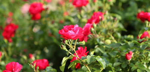 Roses flowers background in garden