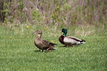 Mallards On The Grass, Gold Bar Park, Edmonton, Alberta
