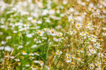 spring flowers background 