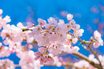 Cherry blossom (Sakura) around philosopher's walk  in spring, kyoto, Japan.