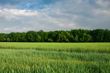Fototapeta premium Green growing cereal, forest and gray sky
