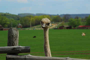 ostrich