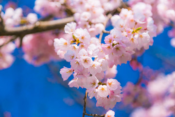 Cherry blossom (Sakura) around philosopher's walk  in spring, kyoto, Japan.