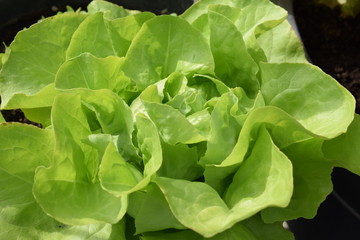 Salatkopf