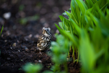 The thrush nestling that fell out of the nest and cannot fly is sitting on the ground amidst high green grass