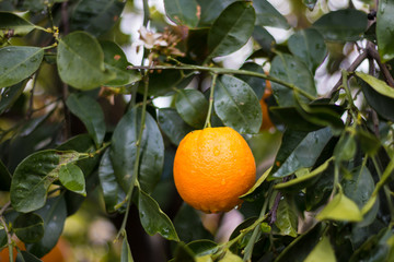 orange tree rainfall