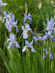 Blüte der Sibirische Schwertlilie oder Blaue Schwertlilie (Iris sibirica)