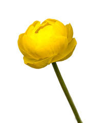 Trollius