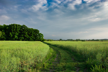 Ground road through a green growing field of rape, trees and clouds on a sky