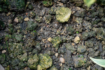 close up Soil for growing vegetables