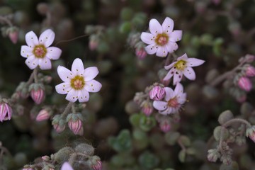 Piccoli fiori bianchi