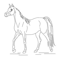 Obraz na płótnie Canvas Linear drawing of a walking Arabian horse