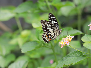 Fototapeta na wymiar beautiful butterfly on weeping lantana