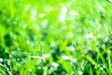 Fototapeta na wymiar green grass in garden and blur of water drop on leaves in morning