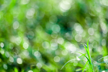 Obraz premium green grass in garden blokeh of water drop on leaves in field