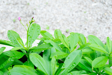 close up a green tree