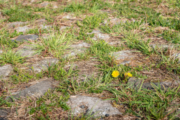 Grass and weeds grow among the stones and tiles