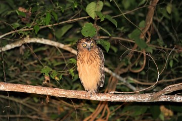 buffy fish owl (Ketupa ketupu) at night - Borneo Malaysia Asia