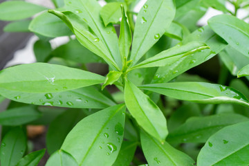 close up a green tree