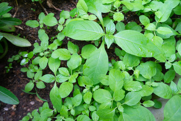 Close up Growing green vegetables