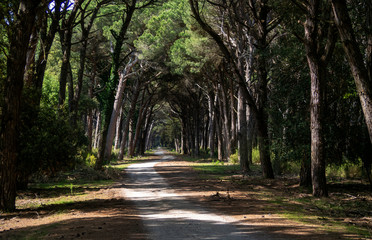 Scenic avenue of pine trees in the Natural Park of Migliarino San Rossore Massaciuccoli. Near Pisa,...